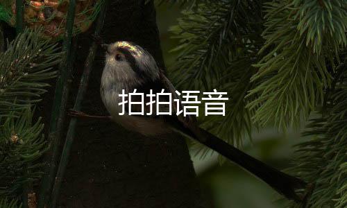 拍拍语音