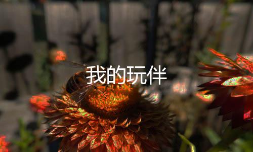 我的玩伴