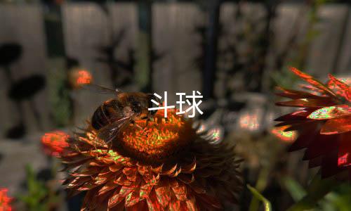 斗球
