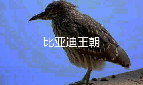 比亚迪王朝