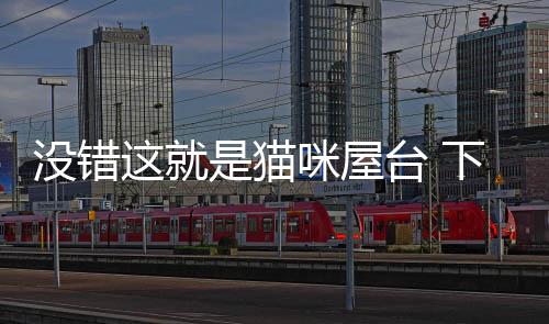 没错这就是猫咪屋台 下载
