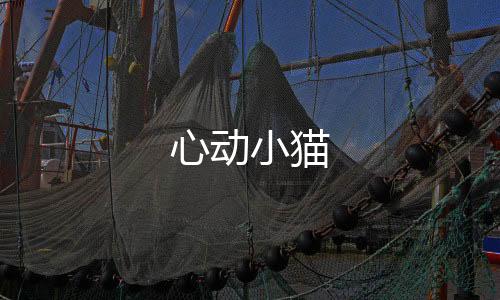 心动小猫