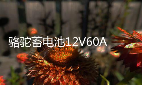 骆驼蓄电池12V60AH适配比亚迪长城丰田金杯奇瑞1DF汽车电瓶 55D26