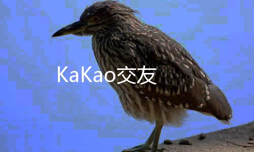 KaKao交友